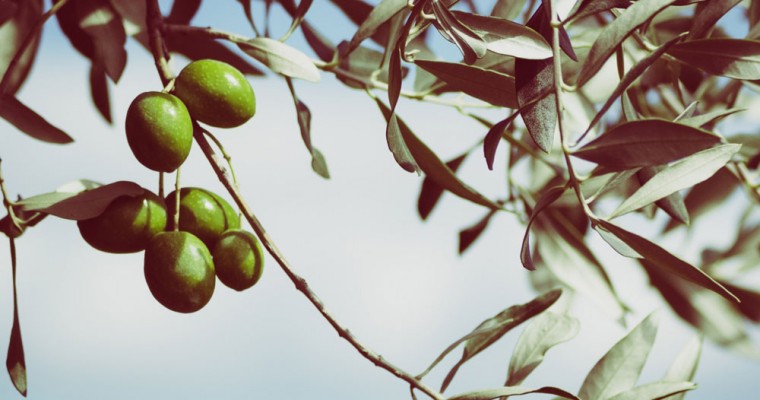 Árboles y plantas en la tradición cristiana