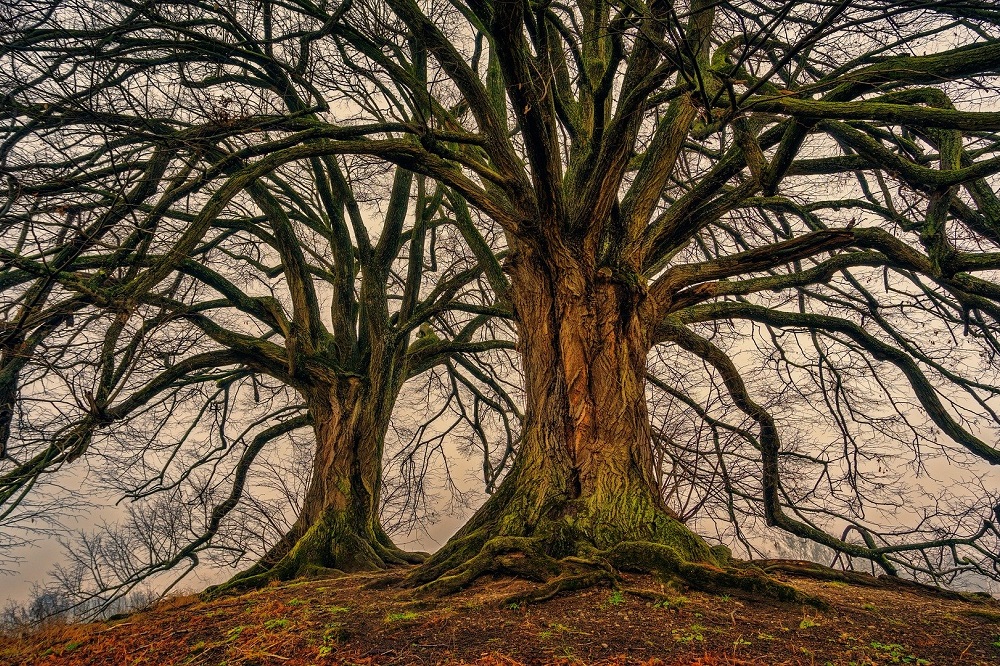 Existe realmente el Árbol de la Vida? -  Blog