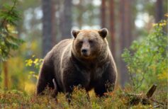 san corbiniano y el oso