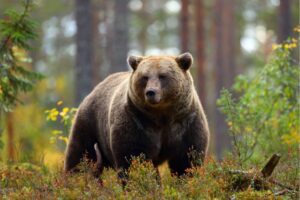 San Corbiniano, el santo viajó con un oso hasta Roma