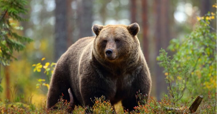 San Corbiniano, el santo viajó con un oso hasta Roma