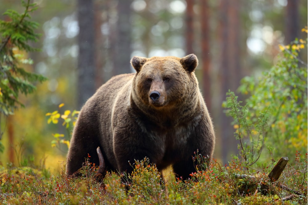 San Corbiniano, el santo viajó con un oso hasta Roma